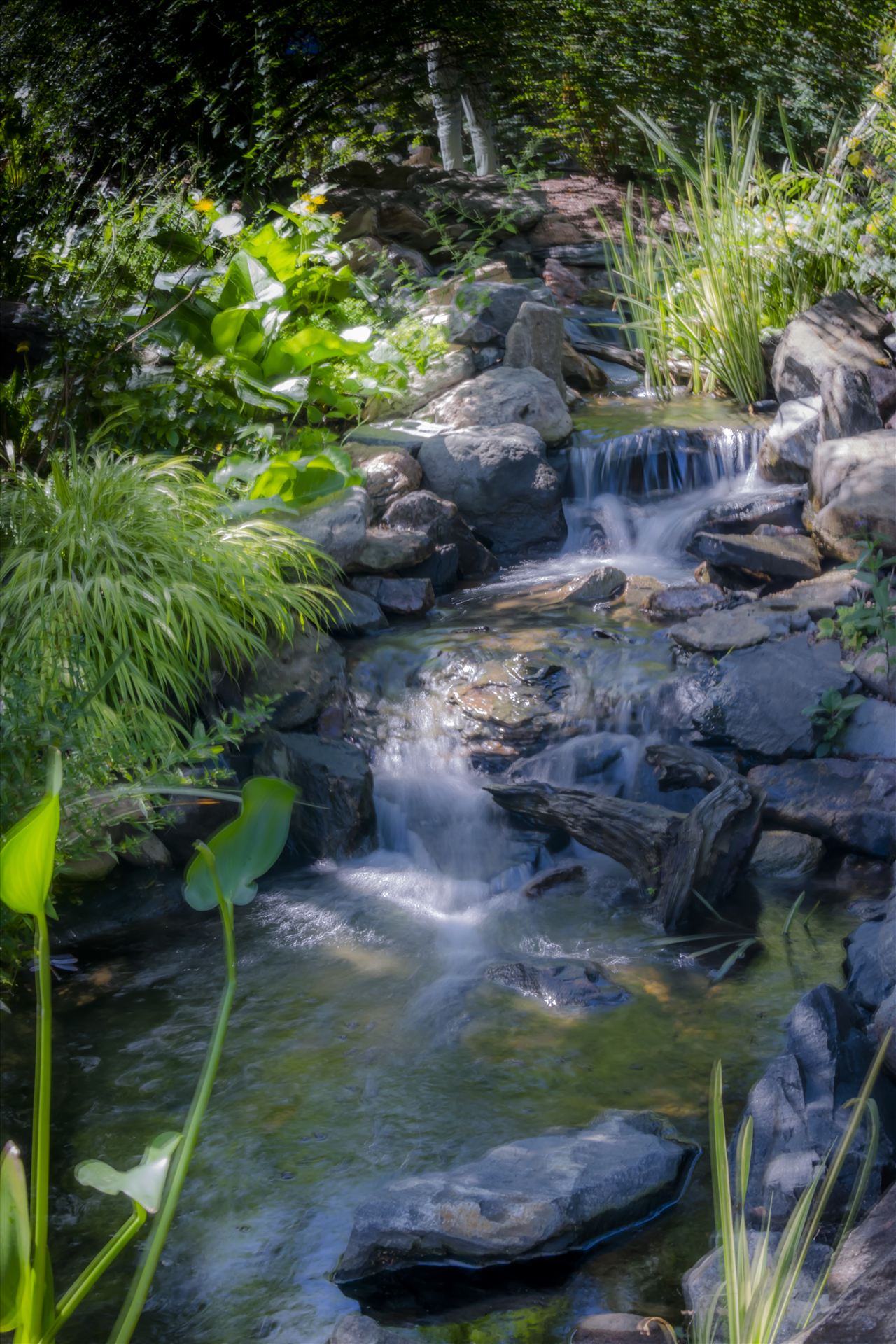 Denver Botanical Garden Falls.jpg  by Dennis Rose