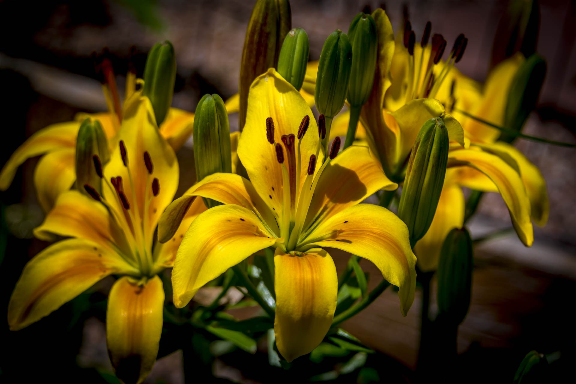 Lilies from the Garden.jpg Lilies from the Garden by Dennis Rose