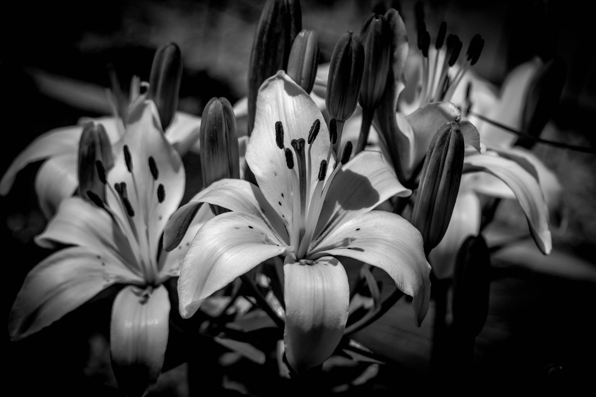 B&W Lilies from the Garden.jpg Lilies in the Garden - Black and White by Dennis Rose