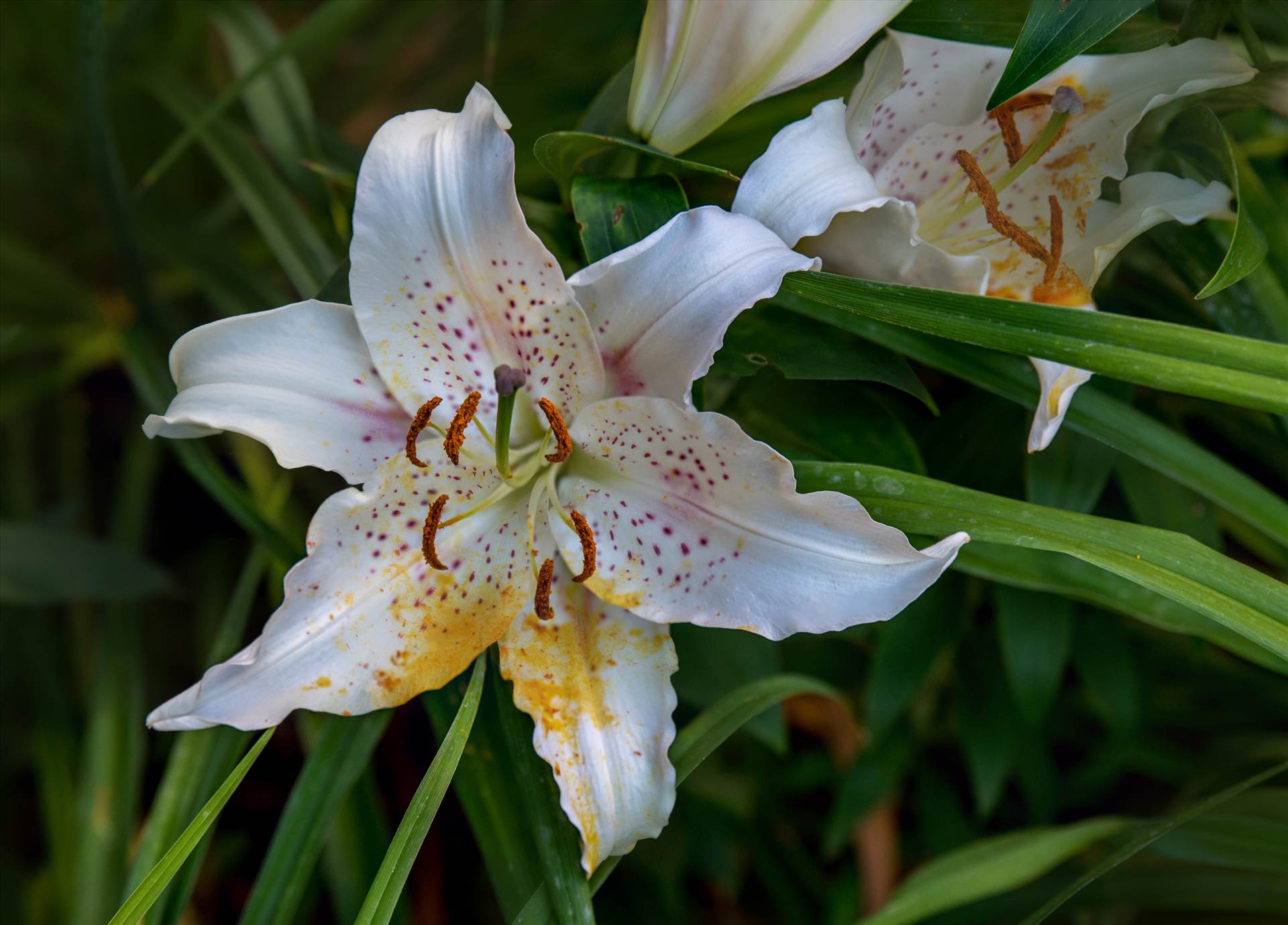 Lily from the Garden.jpg Lilies from the Garden by Dennis Rose