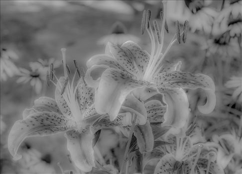 Negative Lilies.jpg - 