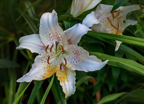 Lily from the Garden.jpg by Dennis Rose