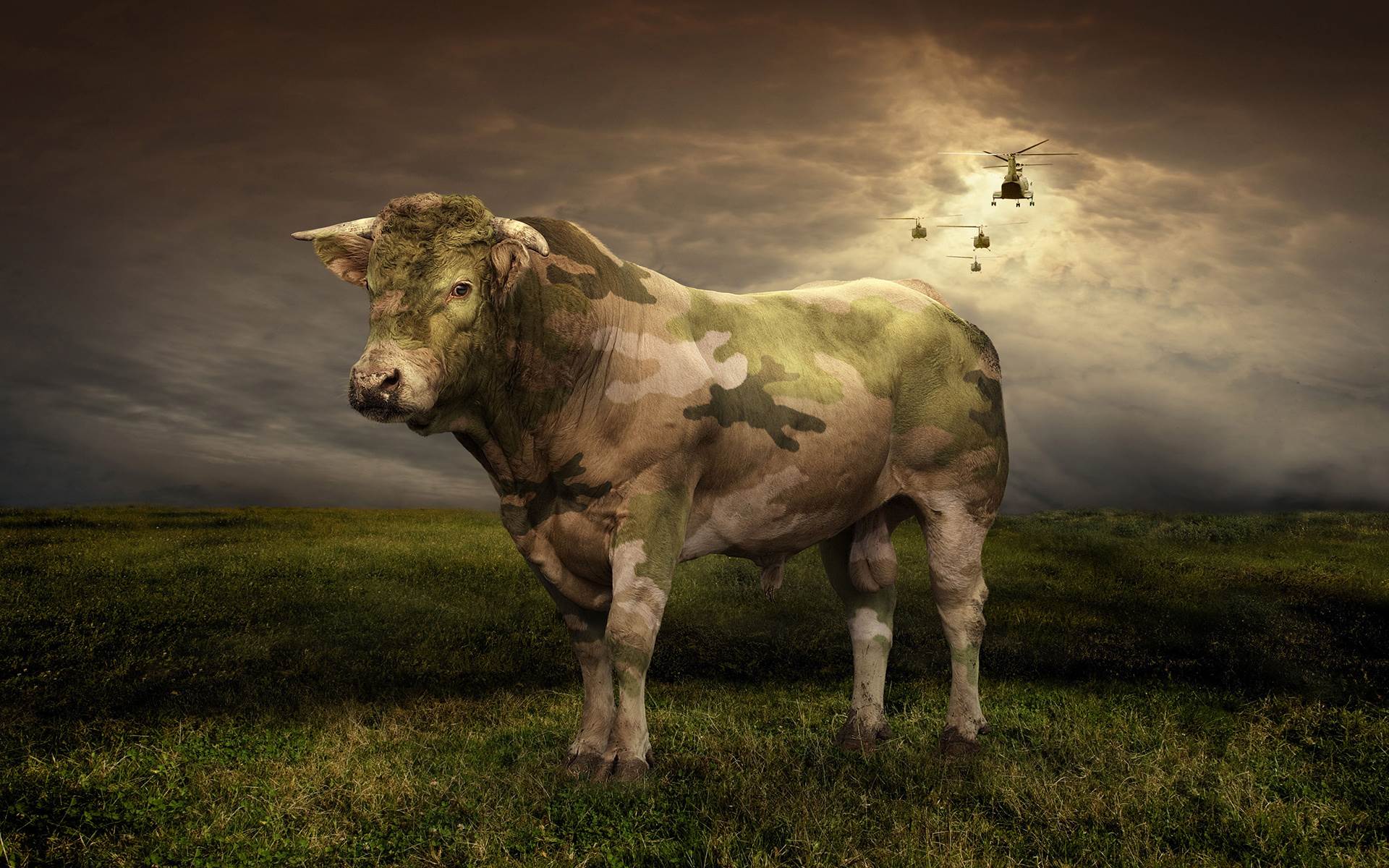 Military-cow.jpg  by Frank Bell