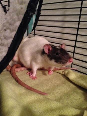 Charlie when she came to us as a 