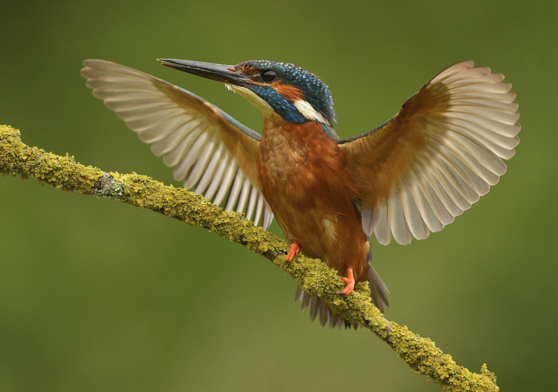 kingfisher 5.jpg  by WPC-140