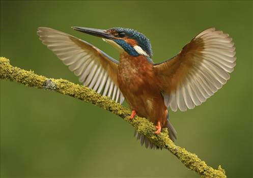 kingfisher 5.jpg by WPC-140