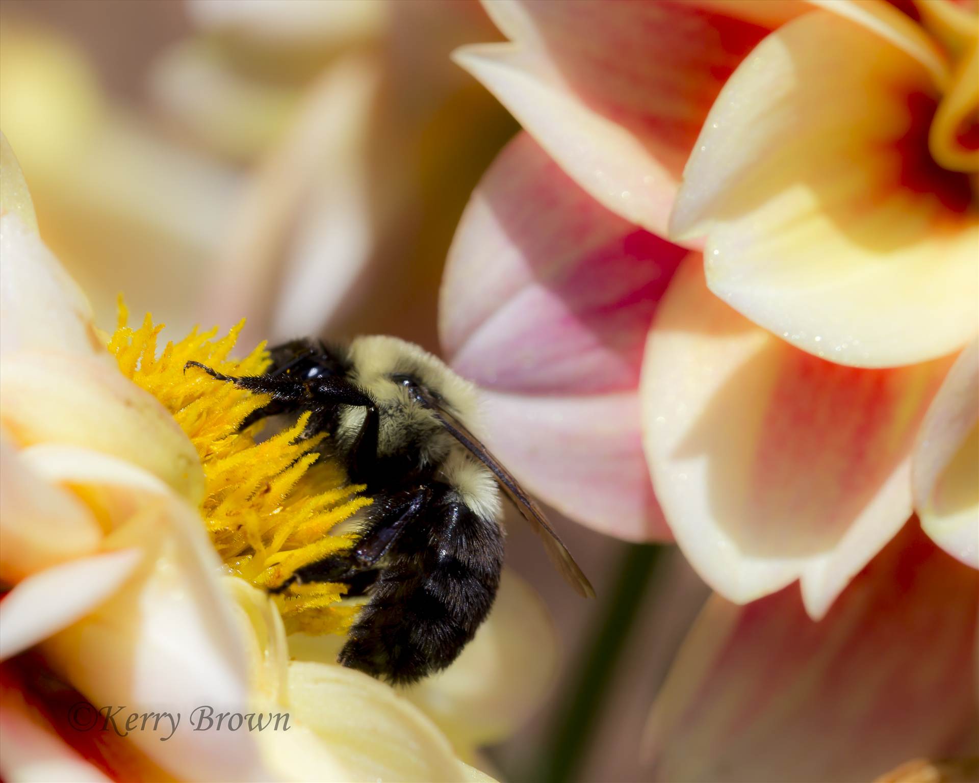 Bee Color2.jpg  by Kerry Foster Brown