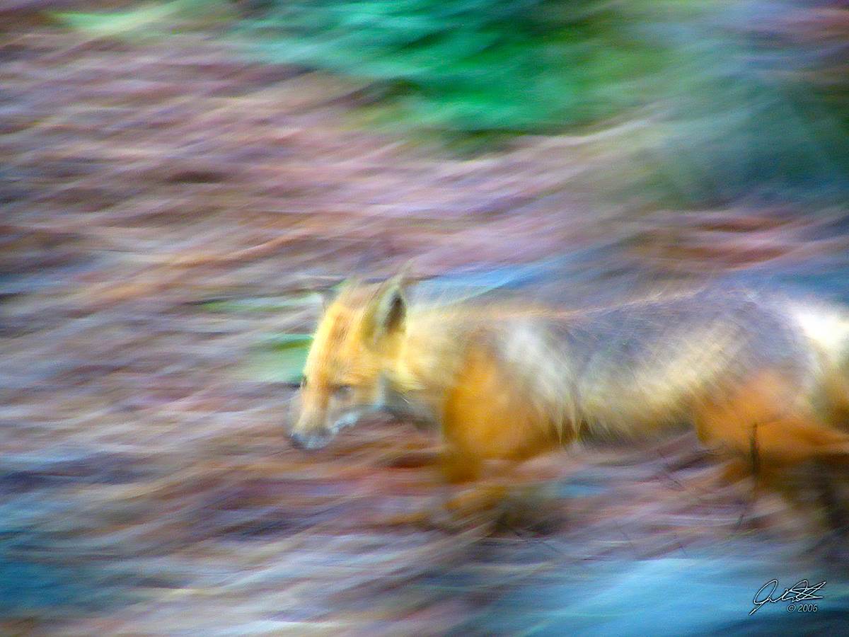 redfox.jpg undefined by WPC-10493