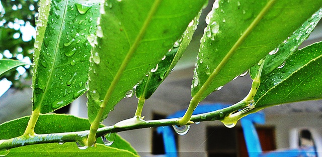 DSC03097.JPG  by WPC-86