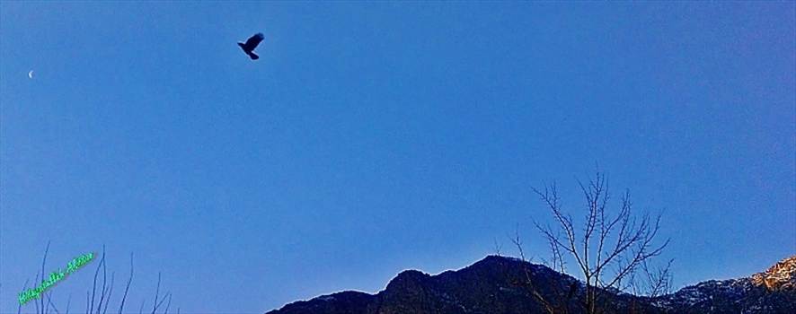 IMG_00003609.jpg - undefined