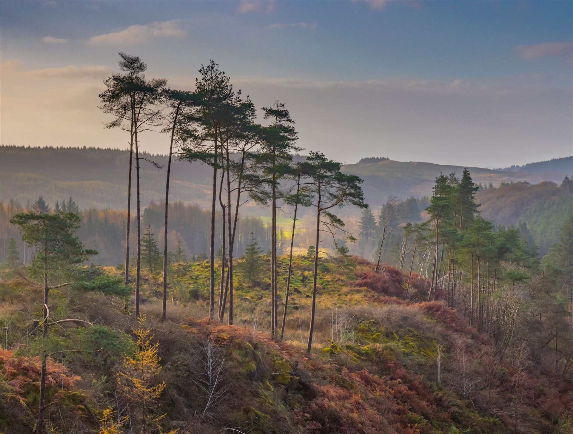 Misty Ravine - Landscape Style - Portrait Available Ravine in the Galloway Forest in South West Scotland. by Tony Keogh Photography