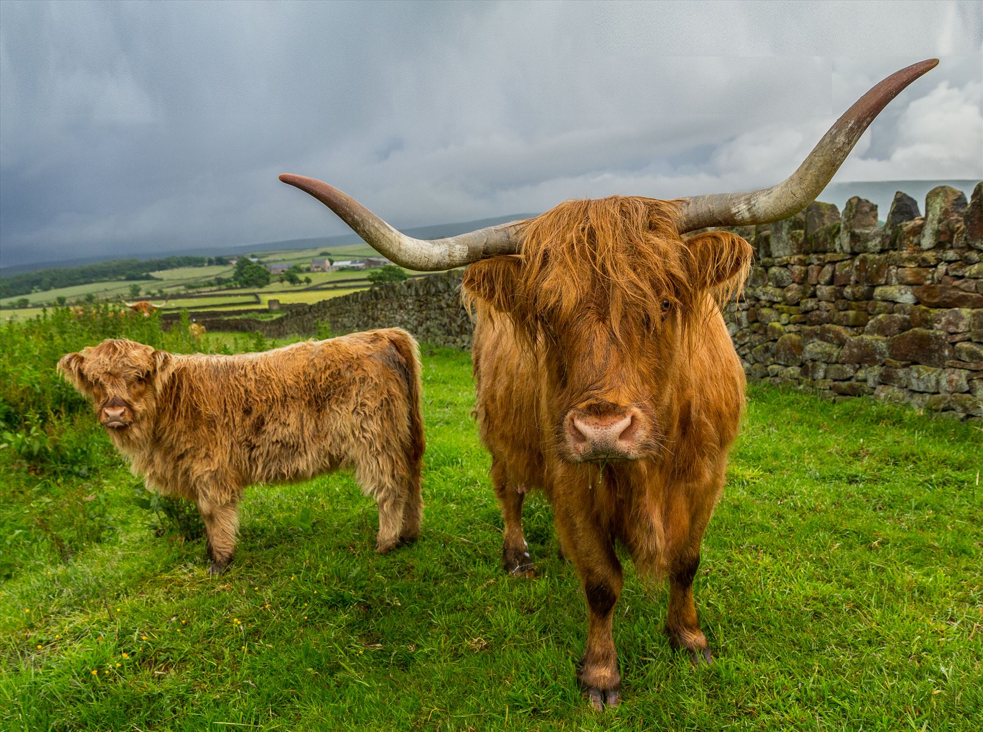 Scottish Highland Cattle Scottish Highland Cattle on the Lancashire/Yorkshire border  by Tony Keogh Photography