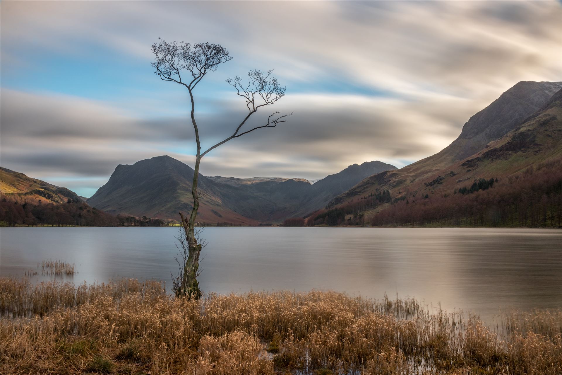 Lone Tree at Buttermere The famous Lone Tree on the edge of Buttermere with Haystacks in the distance. by Tony Keogh Photography
