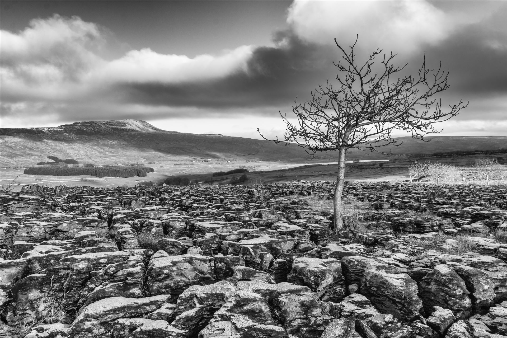 Limestone Pavement at Southerscales in Mono (colour available) Lone tree on the limestone pavement at Southernscales at the foot of Ingleborough in the Yorkshire Dales, North Yorkshire. Ingleborough, one of the Three Peaks by Tony Keogh Photography