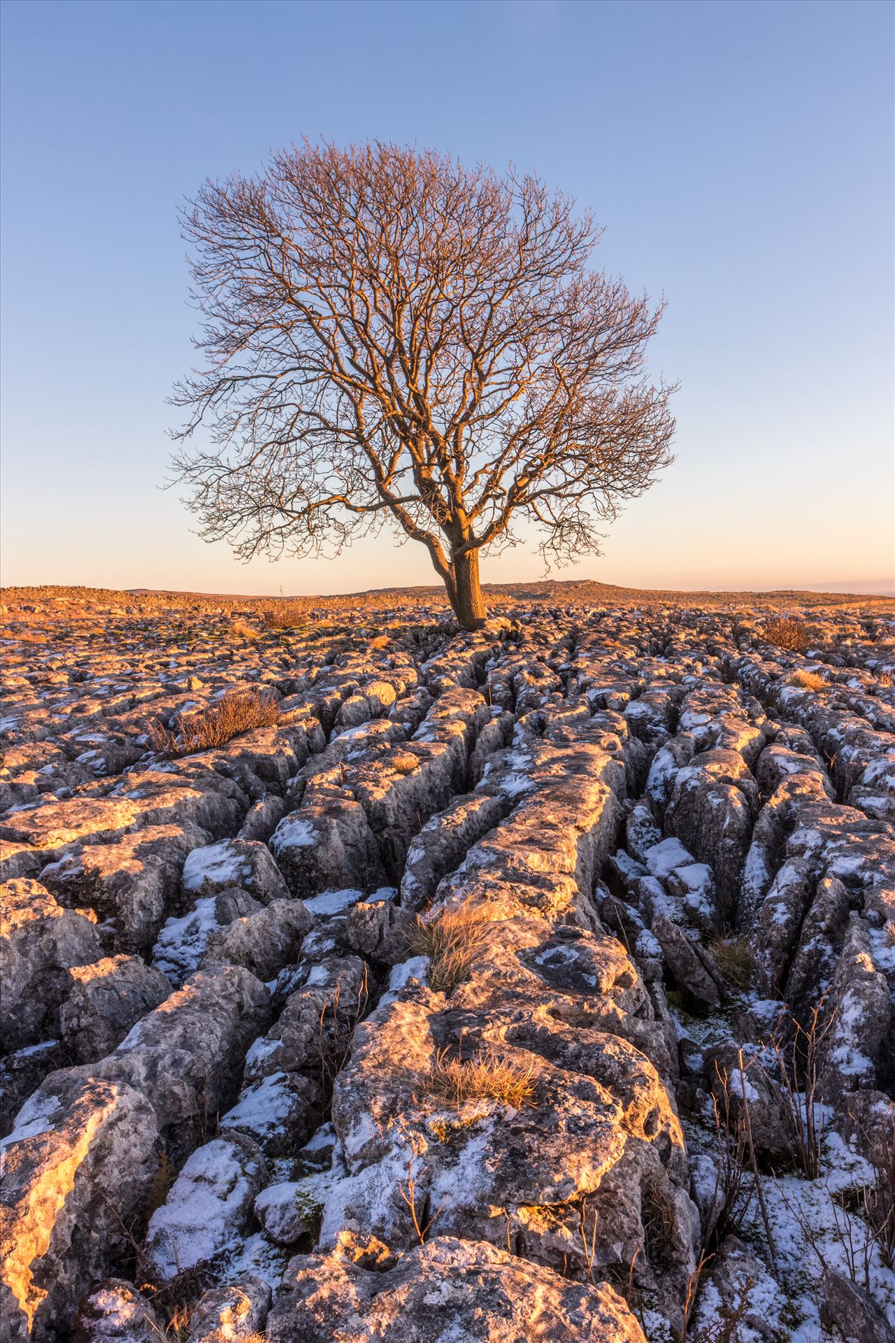 The Lone Tree at Malham in North Yorkshire Sunset shot of the famous Lone Tree at Malham in the Yorkshire Dales in North Yorkshire with frost on the limestone pavement.  by Tony Keogh Photography