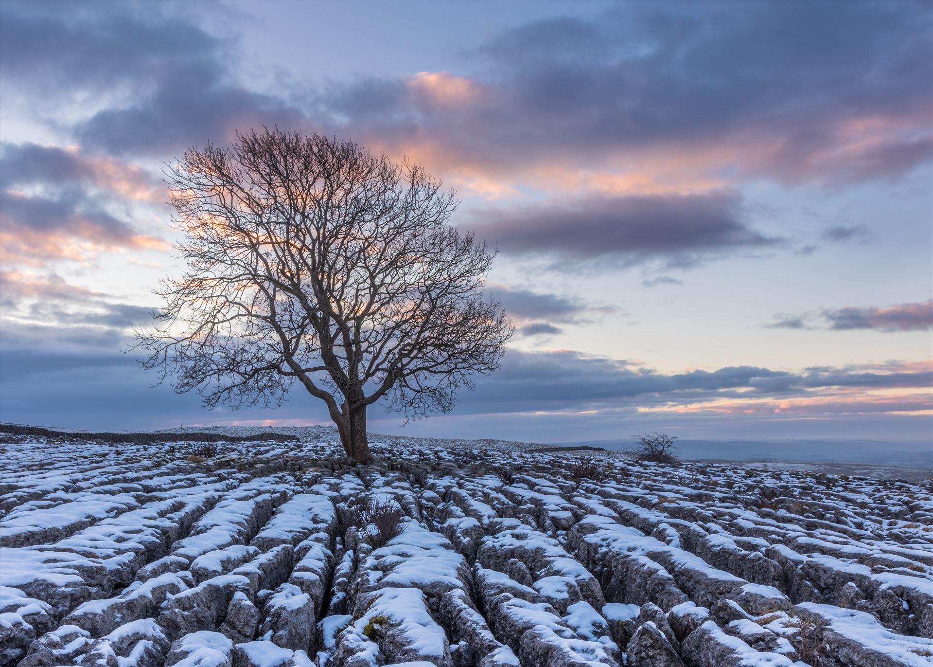 malham lone tree 1.jpg  by Tony Keogh Photography