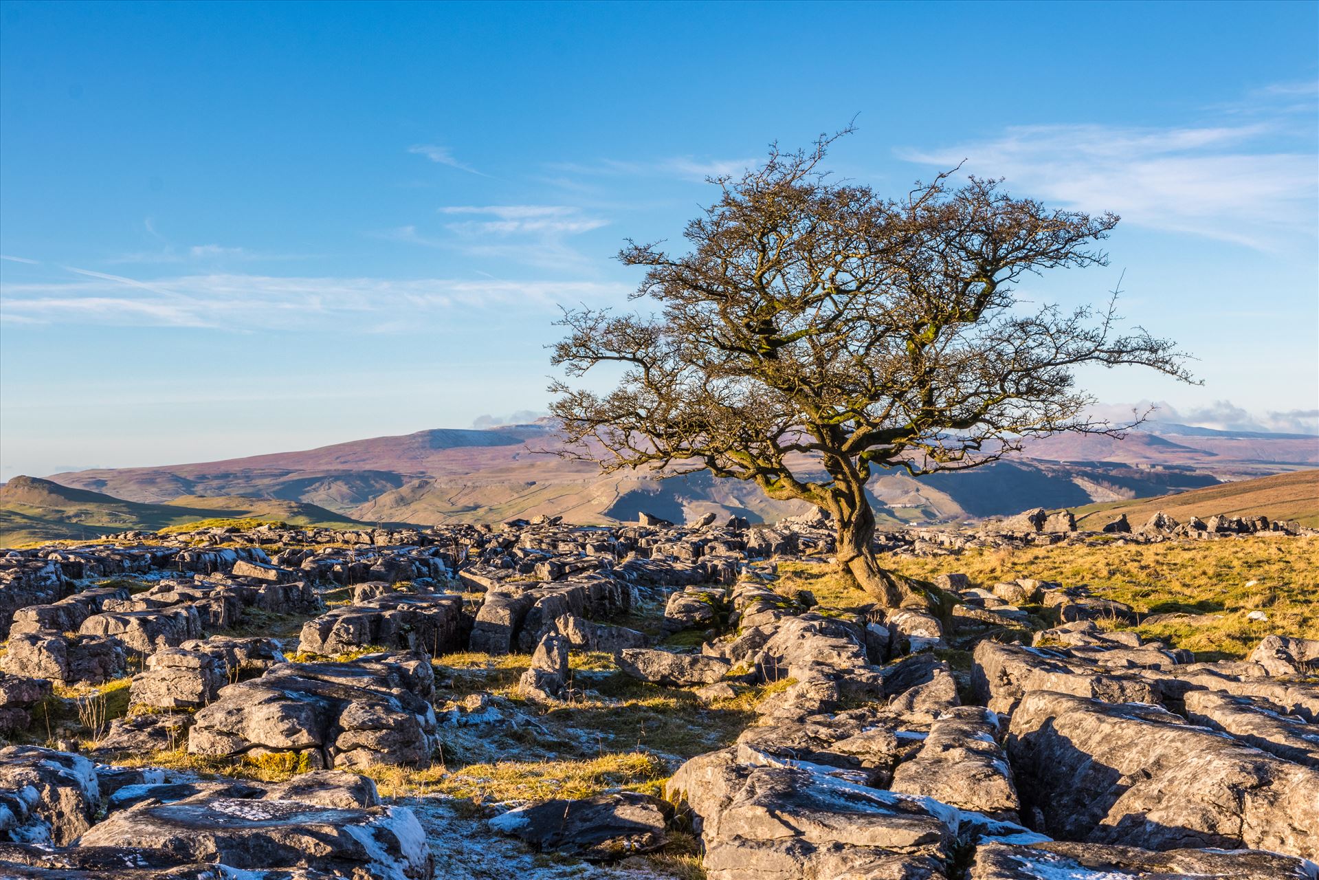 Lone Tree at Winskill Stones Winskill Stones is situated on the road towards Maham from the village of Langcliffe and this Lone Tree sits on the Limestone Paving with an amazing view. by Tony Keogh Photography