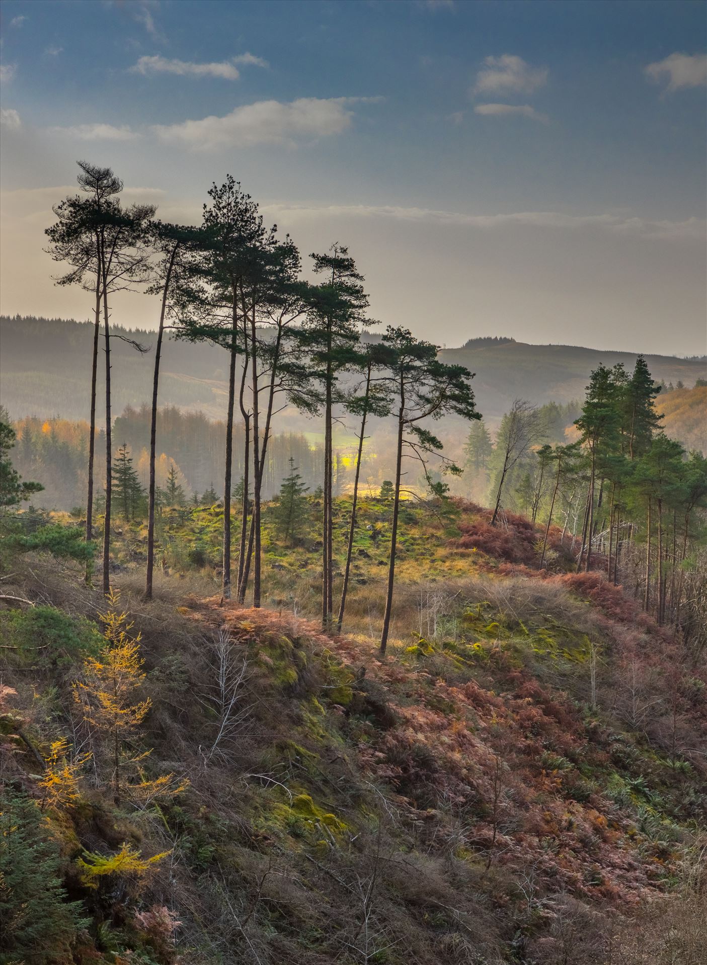 Misty Ravine - Portrait Style - Landscape Available Ravine in the Galloway Forest in South West Scotland. by Tony Keogh Photography