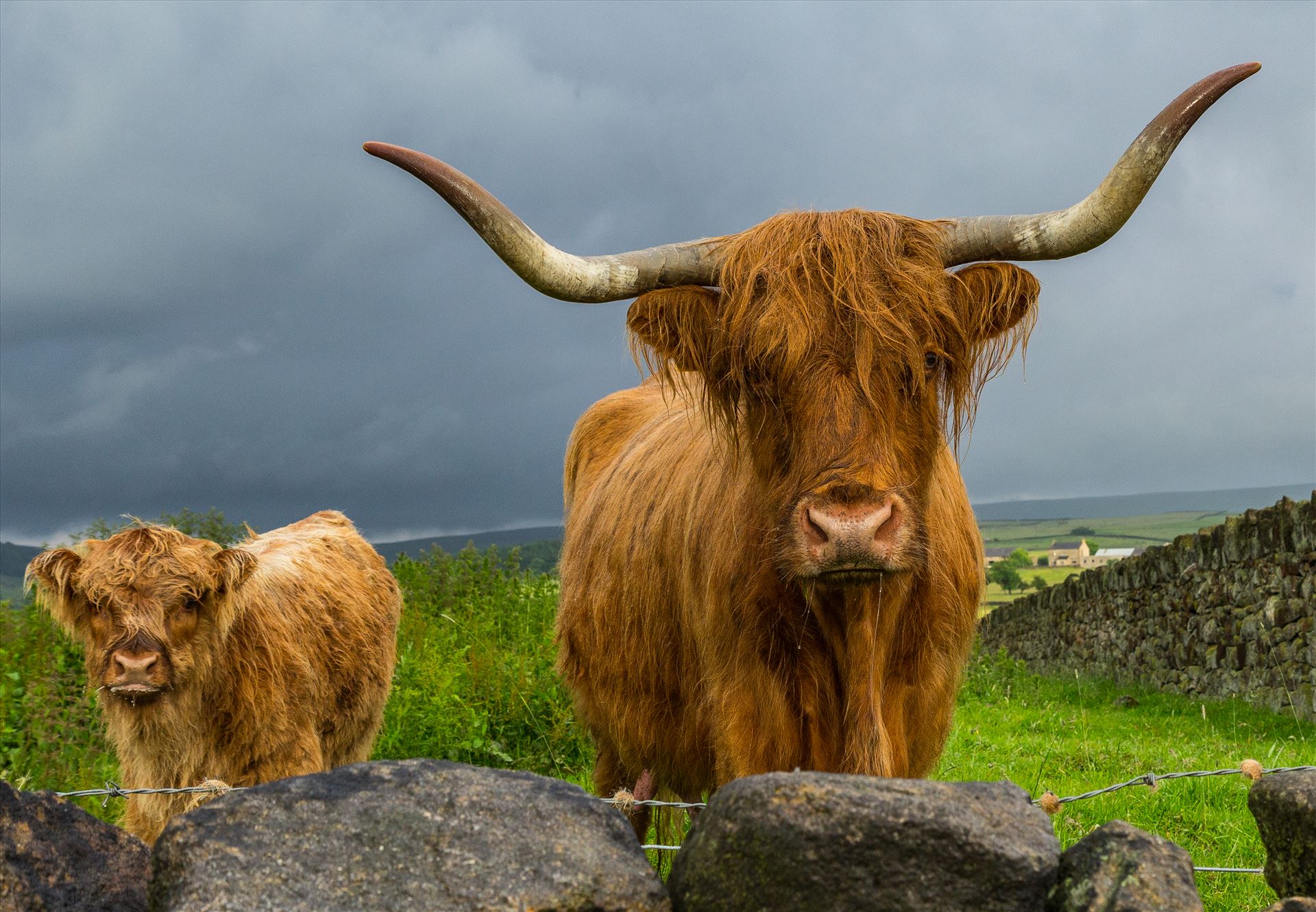 Scottish Highland Cattle Scottish Highland Cattle located on the Yorkshire/Lancashire Border by Tony Keogh Photography