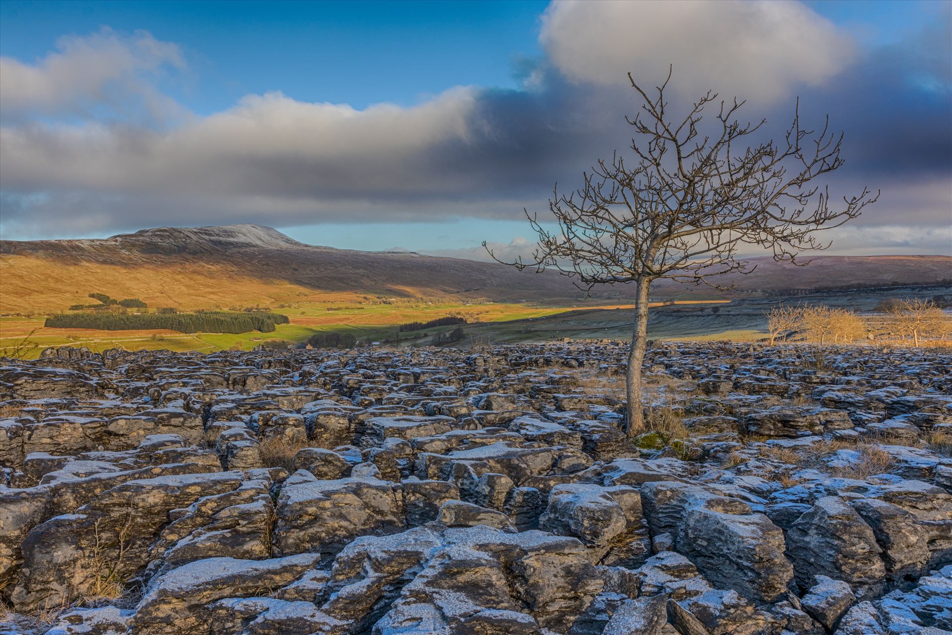Lone Tree at Southerscales in the Yorkshire Dales Lone tree on the limestone pavement at Southernscales at the foot of Ingleborough (one of the 3 peaks) in the Yorkshire Dales, North Yorkshire. by Tony Keogh Photography