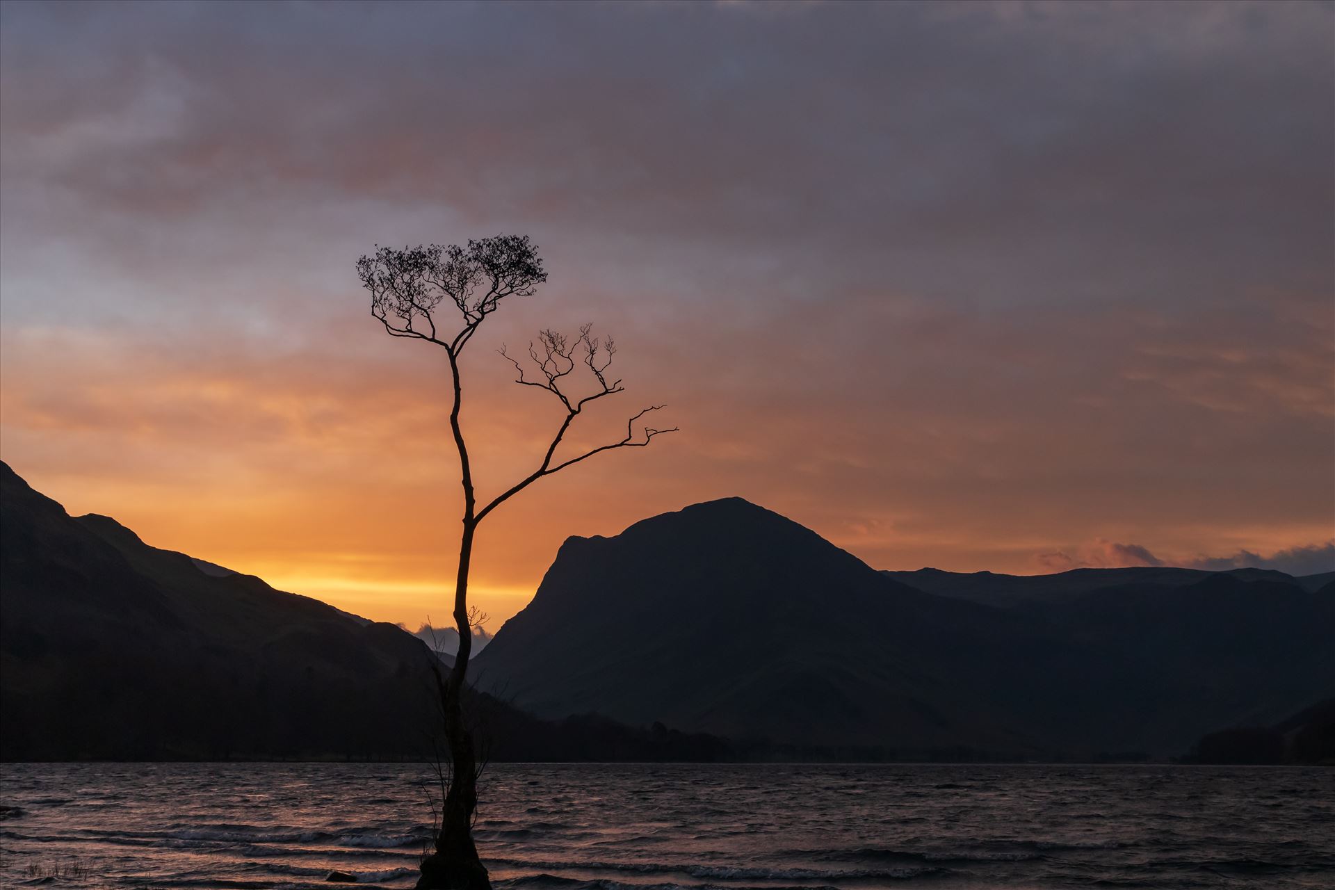 Sunrise at the Lone Tree at Buttermere The famous Lone Tree at Buttermere in the Lake District in Cumbria with Haystacks, Fleetwith Pike and Red Pike across the other side of the lake.  by Tony Keogh Photography