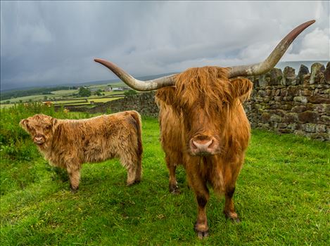 Scottish Highland Cattle by Tony Keogh Photography
