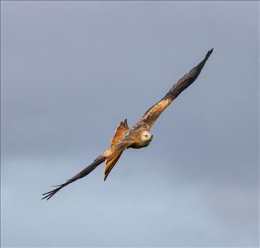 Red Kite in Full Flight by Tony Keogh Photography