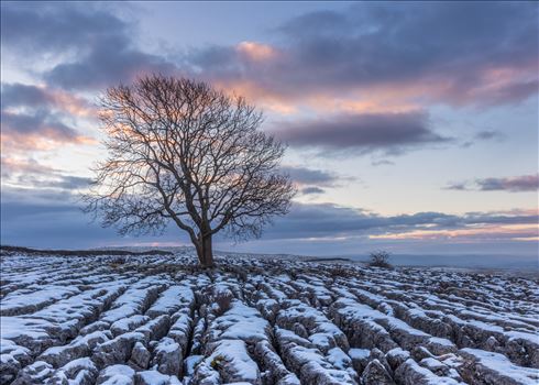 malham lone tree 1.jpg by Tony Keogh Photography