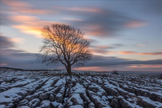 malham lone tree 2.jpg by Tony Keogh Photography