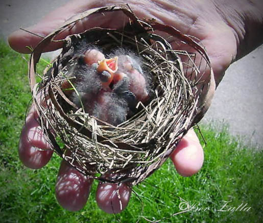 Helping Hand w baby birds ed feb 27 2016.jpg undefined by WPC-156