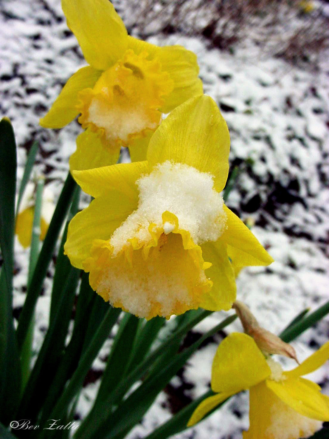 Daffodils in snow # 4   04_22_02.jpg undefined by WPC-156