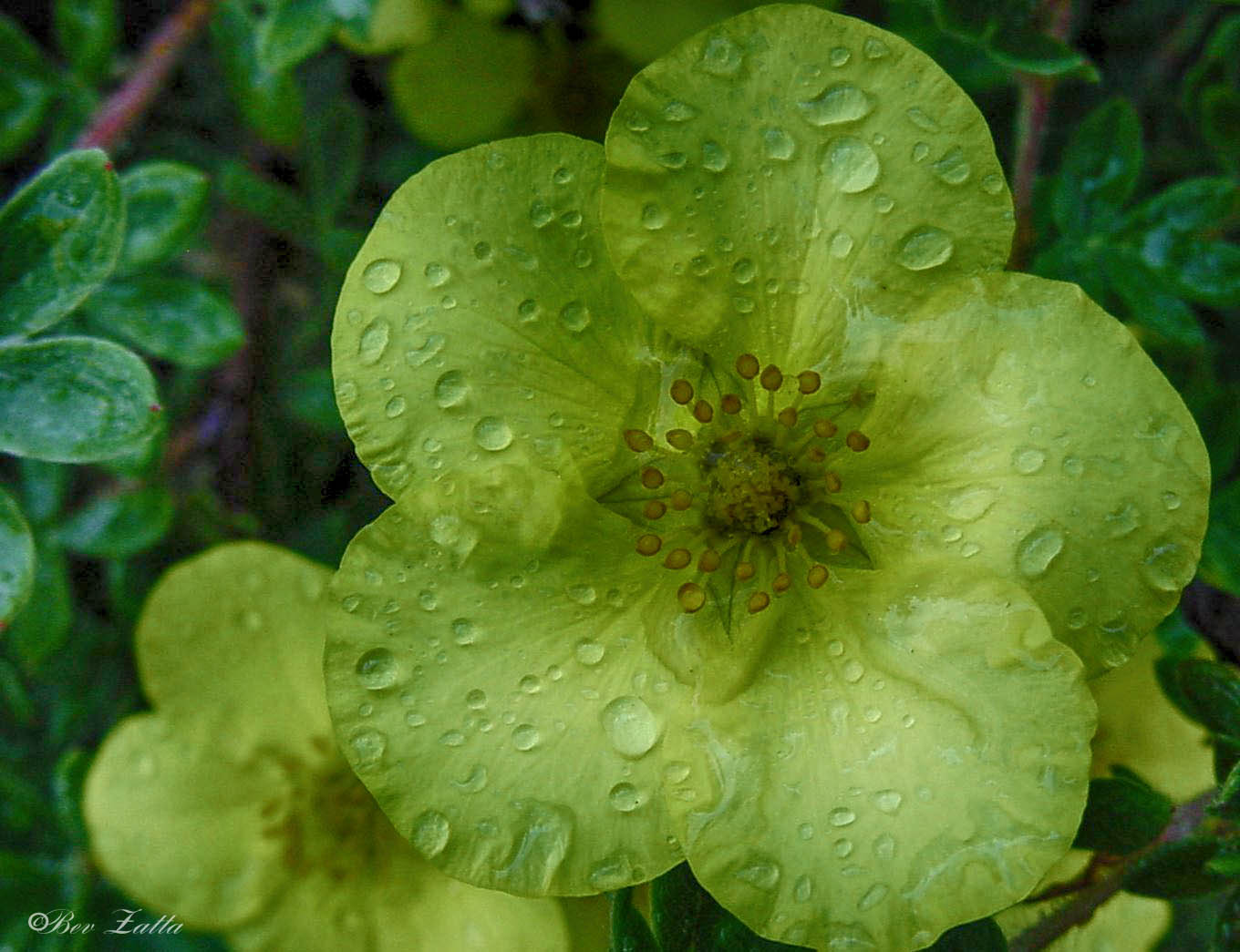 Yellow bush  single flower w water 06_02nik.jpg undefined by WPC-156