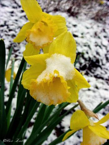 Daffodils in snow # 4   04_22_02.jpg - undefined