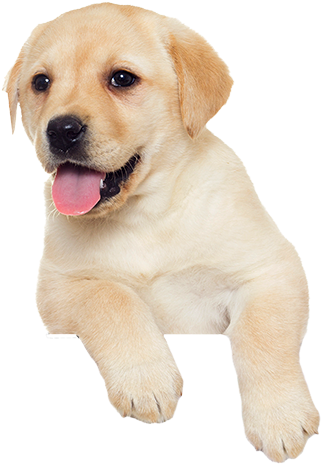 5-58741_puppy-100-pup-png.png  by marsham1