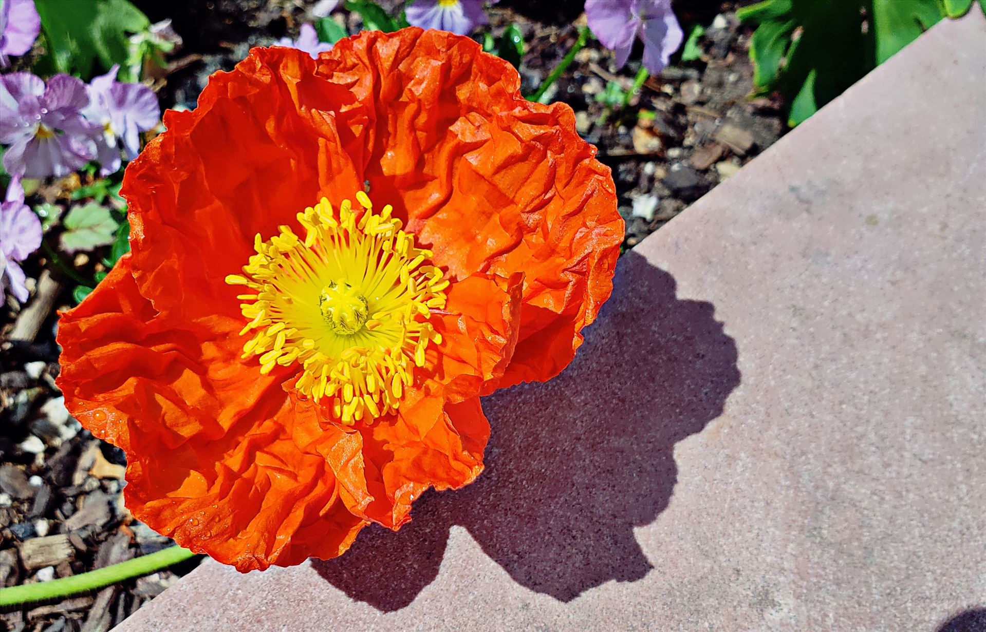 Poppy  by CLStauber Photography