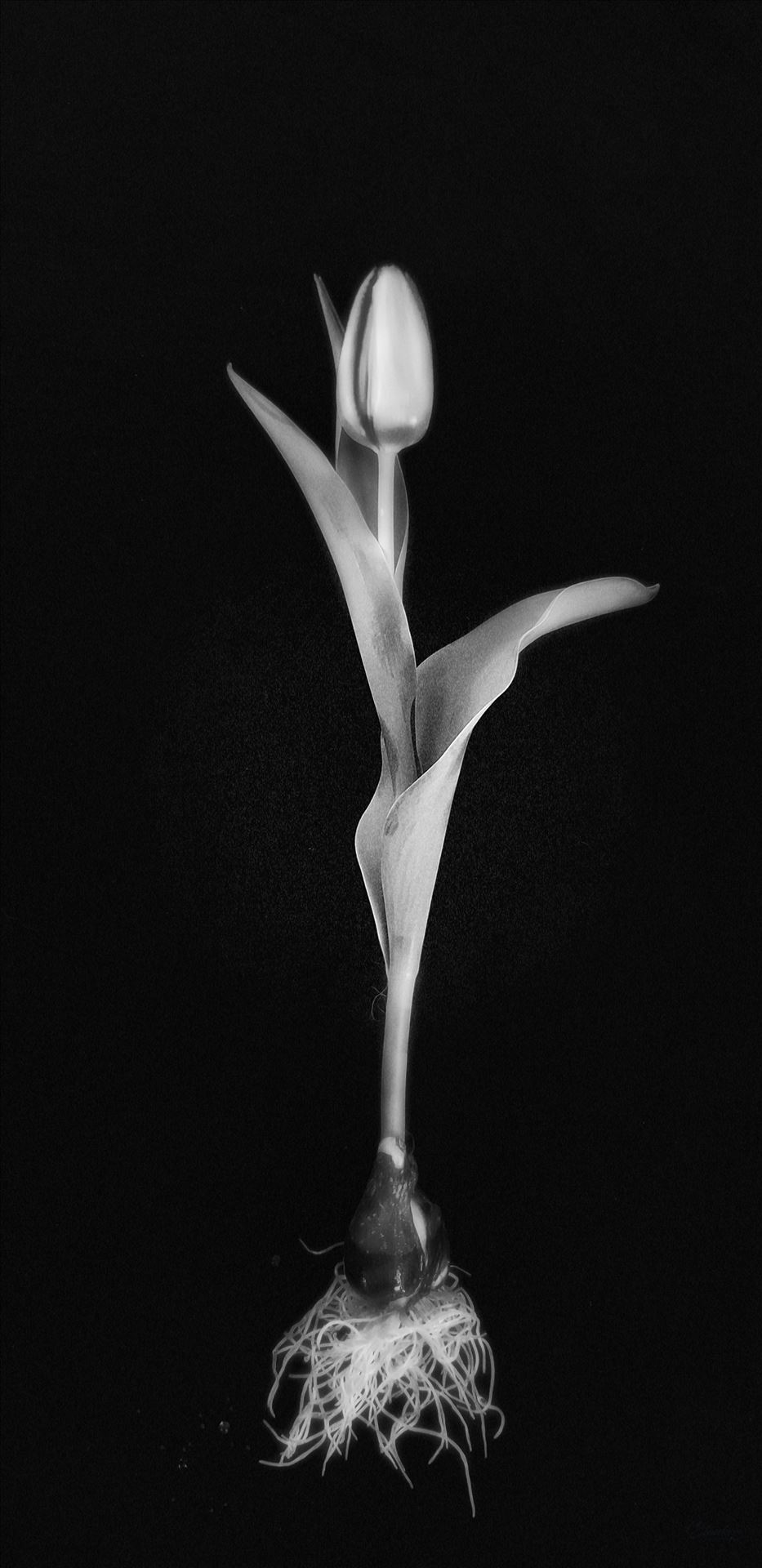 Single Yellow Tulip - Monochrome  by CLStauber Photography