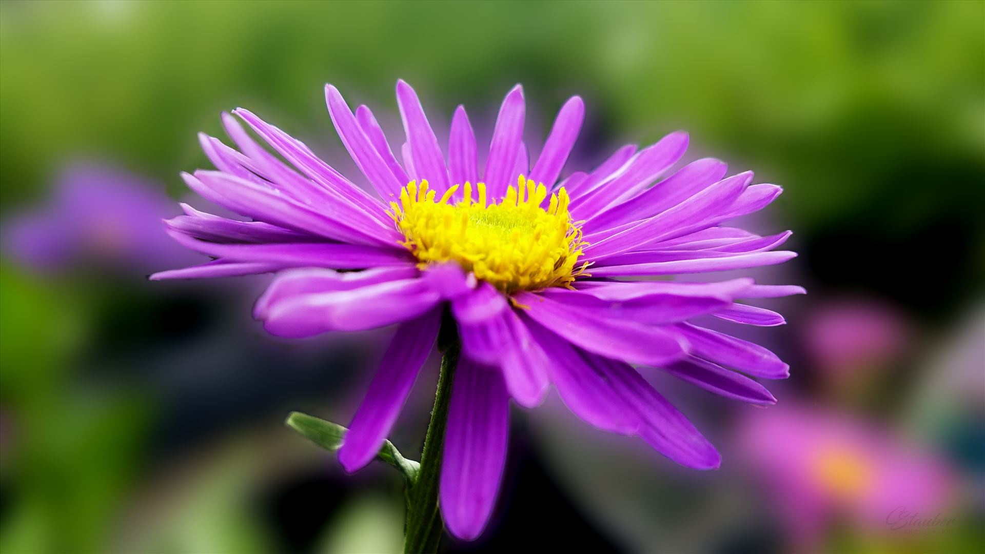 Aster20170529_143035_A.jpg  by CLStauber Photography