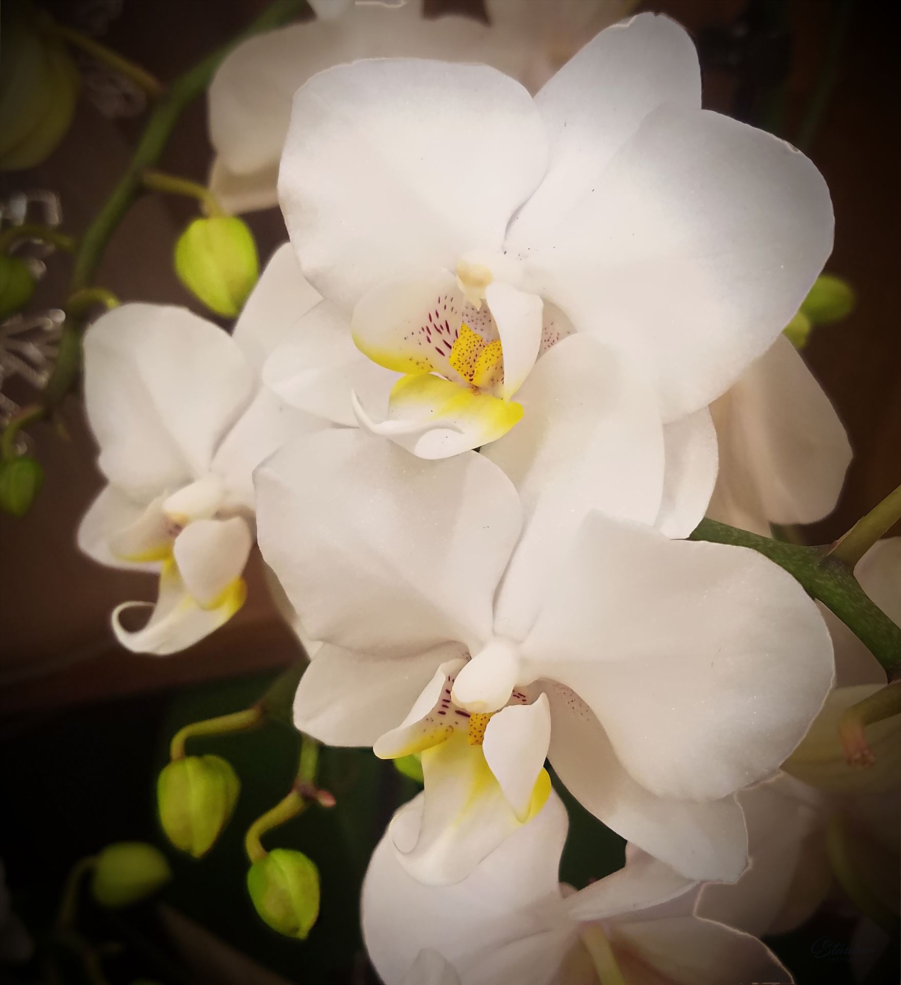 White Orchid  by CLStauber Photography
