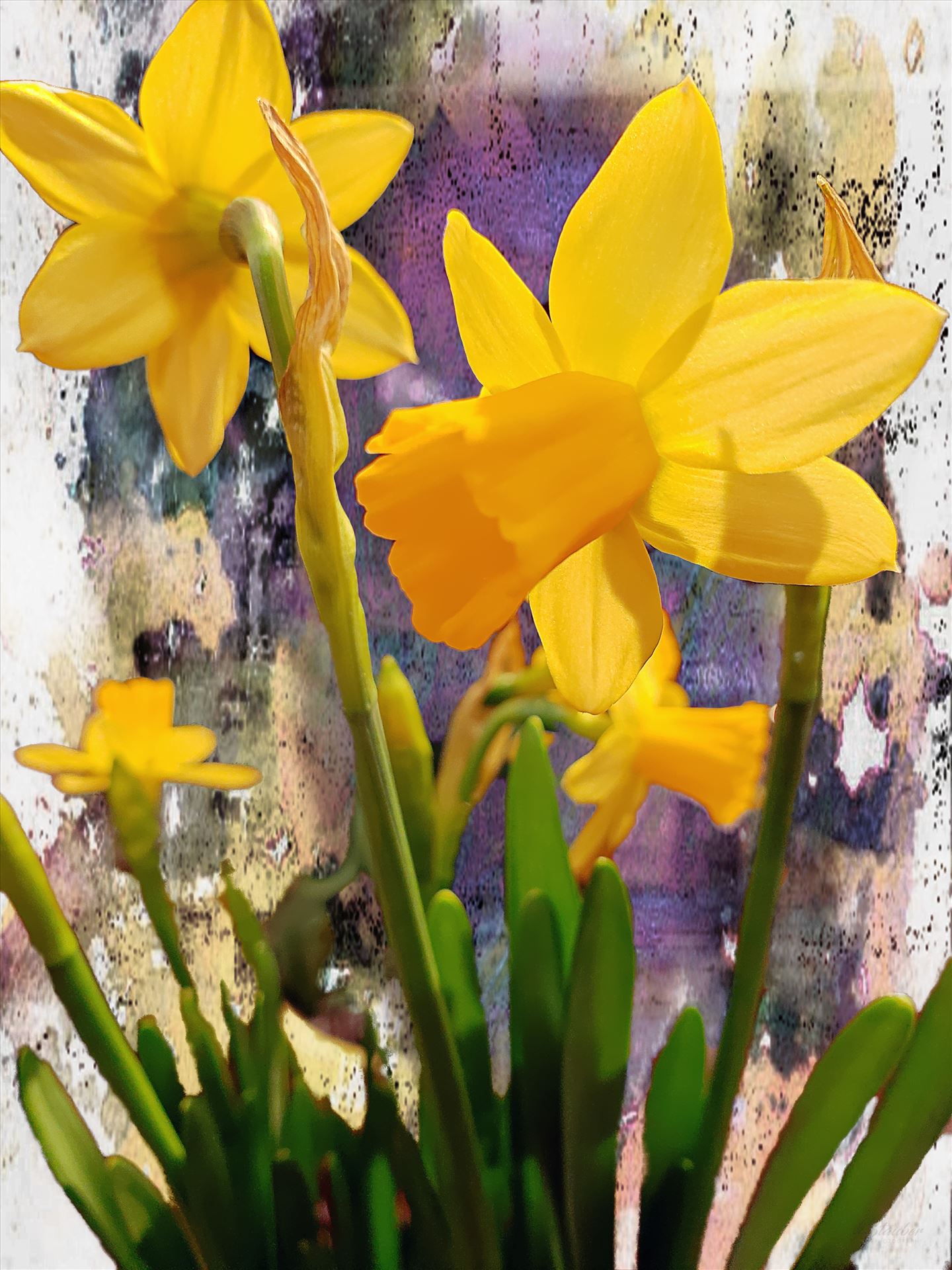 Daffodils  by CLStauber Photography