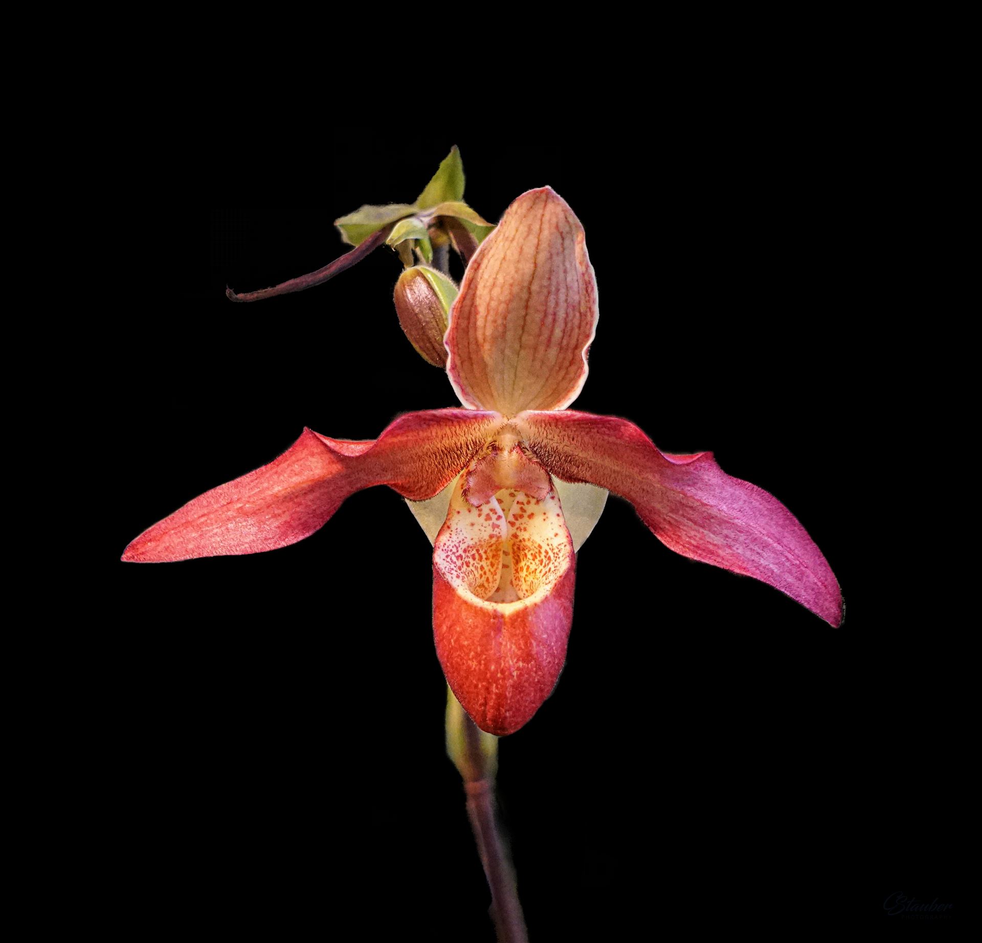 Orchid  by CLStauber Photography