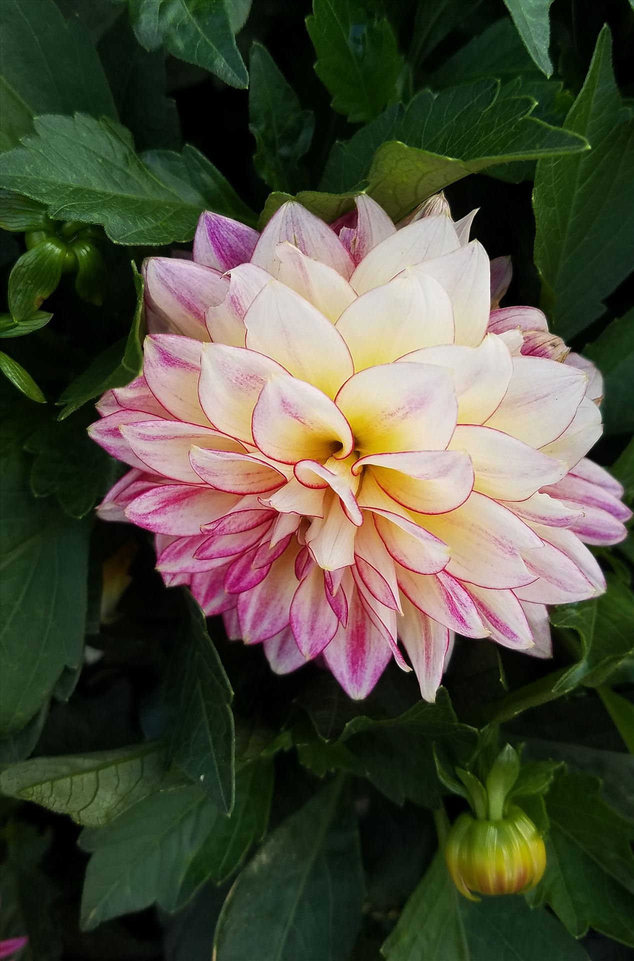 00-pink-dahlia-20170916_153120_A.jpg  by CLStauber Photography