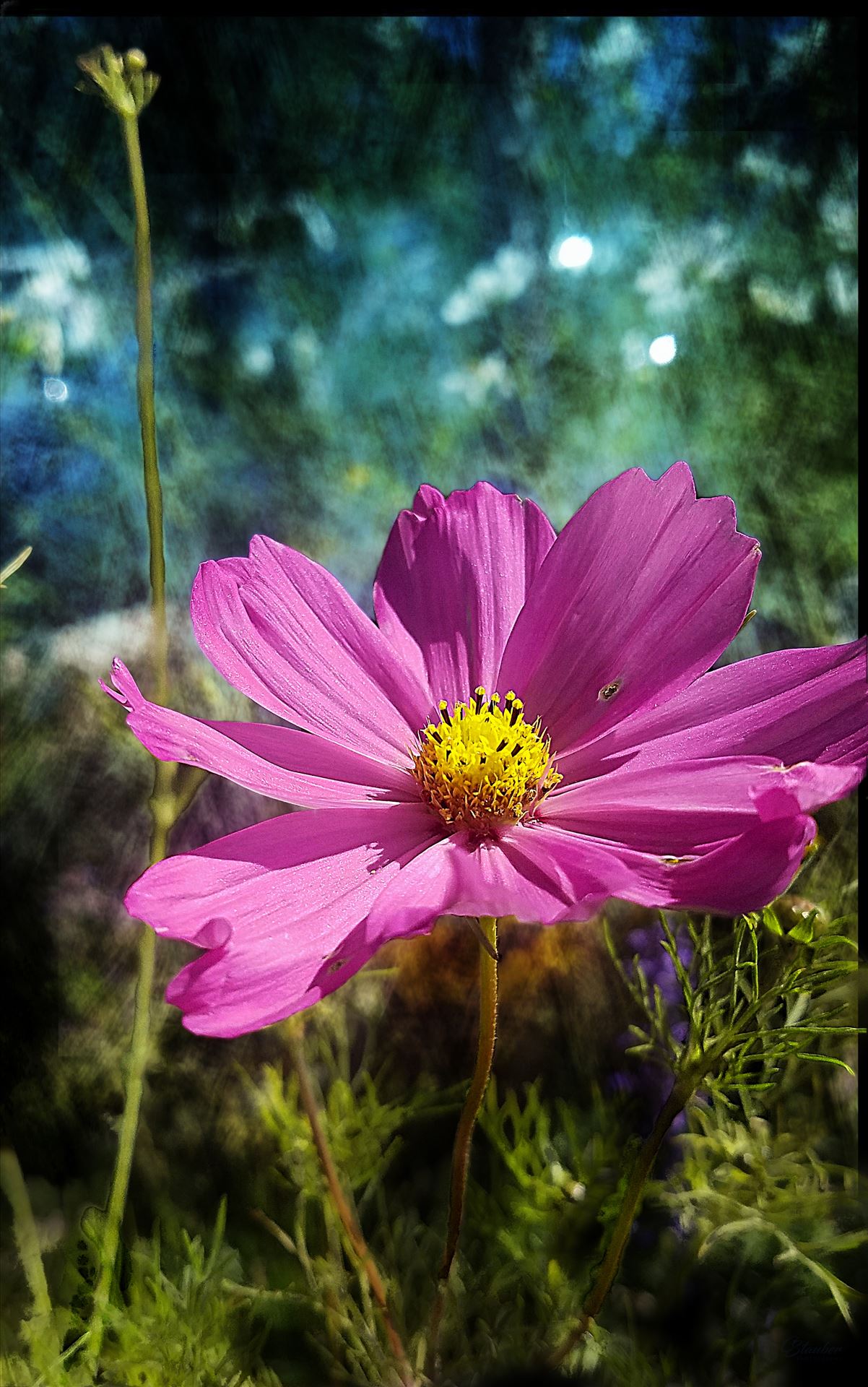 00-pinkcoreopsis-20170930_A.jpg  by CLStauber Photography