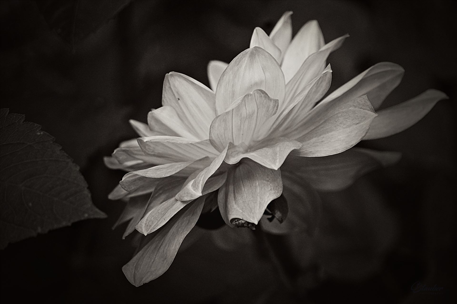 Dahlia - monochrome  by CLStauber Photography