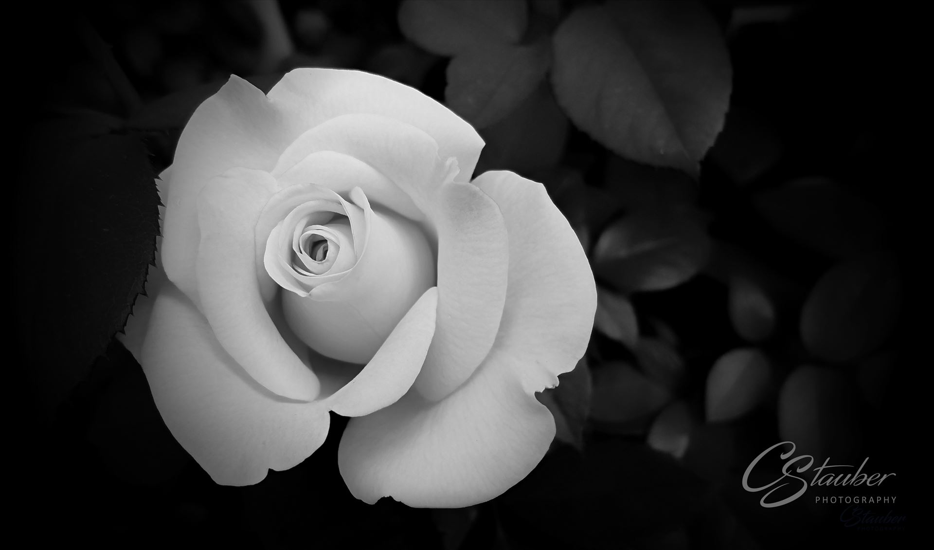 perfect Rose perfect Rose by CLStauber Photography