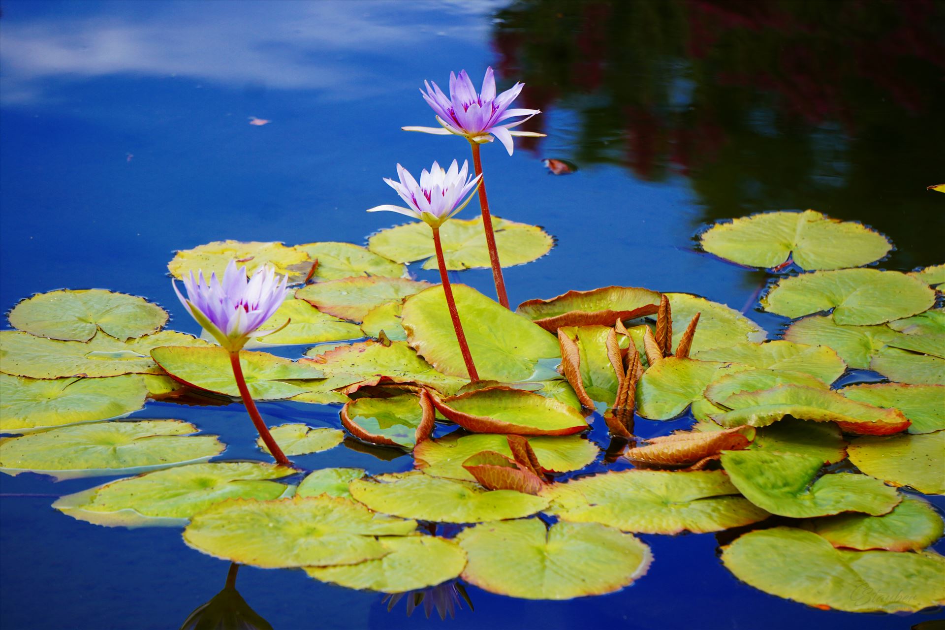 Water Lilies  by CLStauber Photography