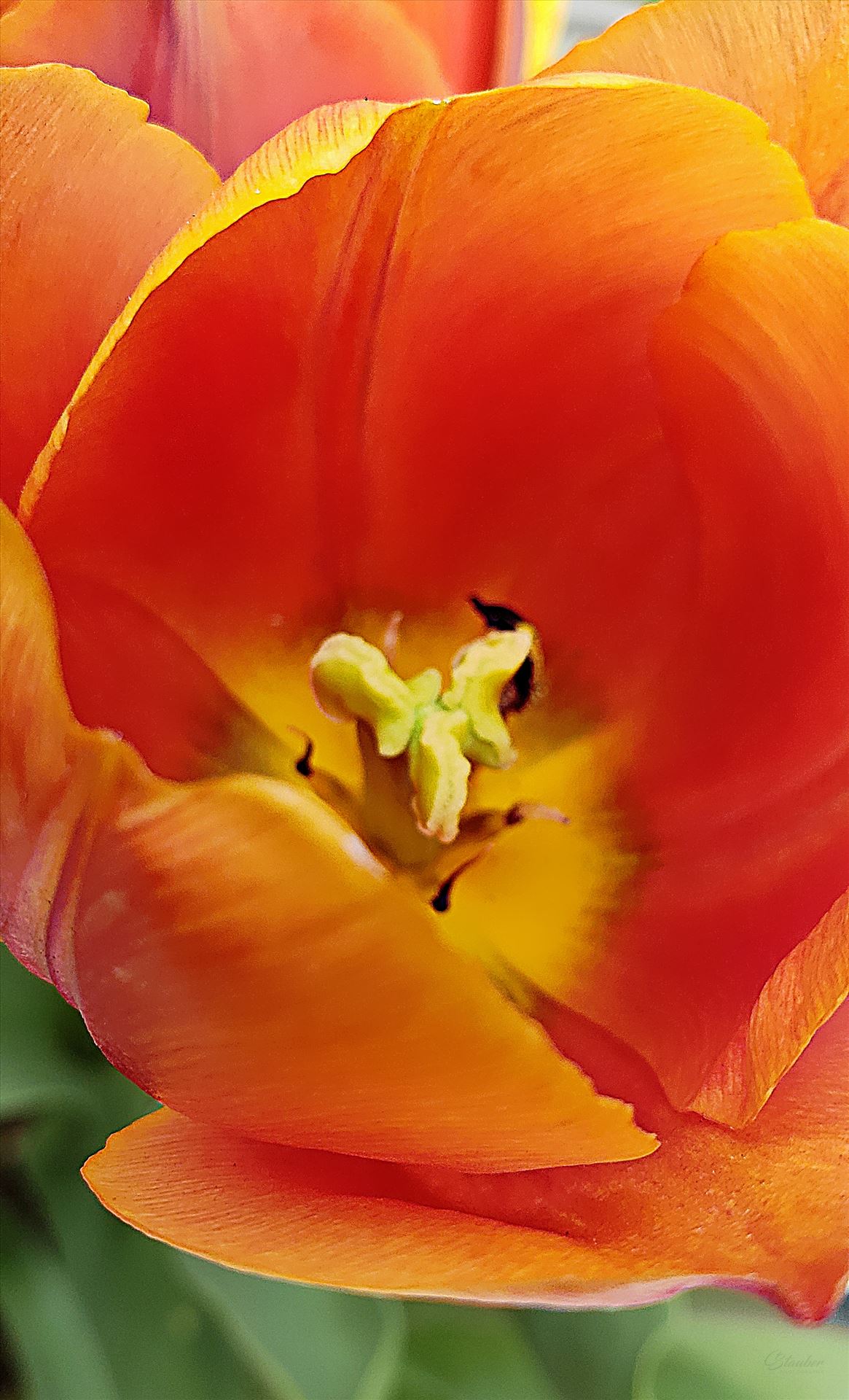 Tulip Macro  by CLStauber Photography
