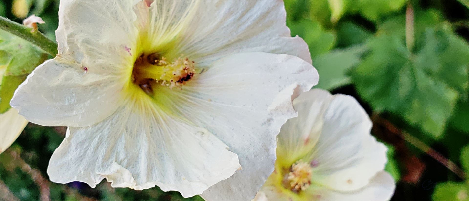 white-hollyhock  by CLStauber Photography