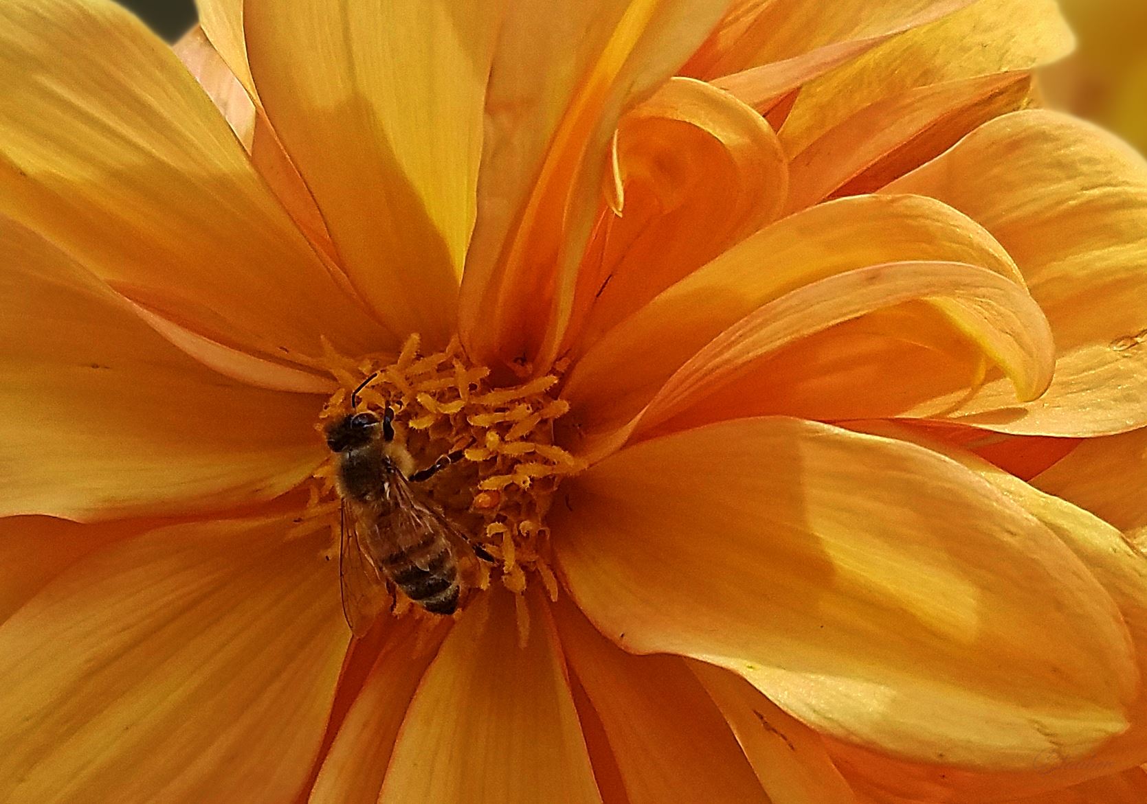 00-yellowflower-bee-20170930_123608C.jpg  by CLStauber Photography