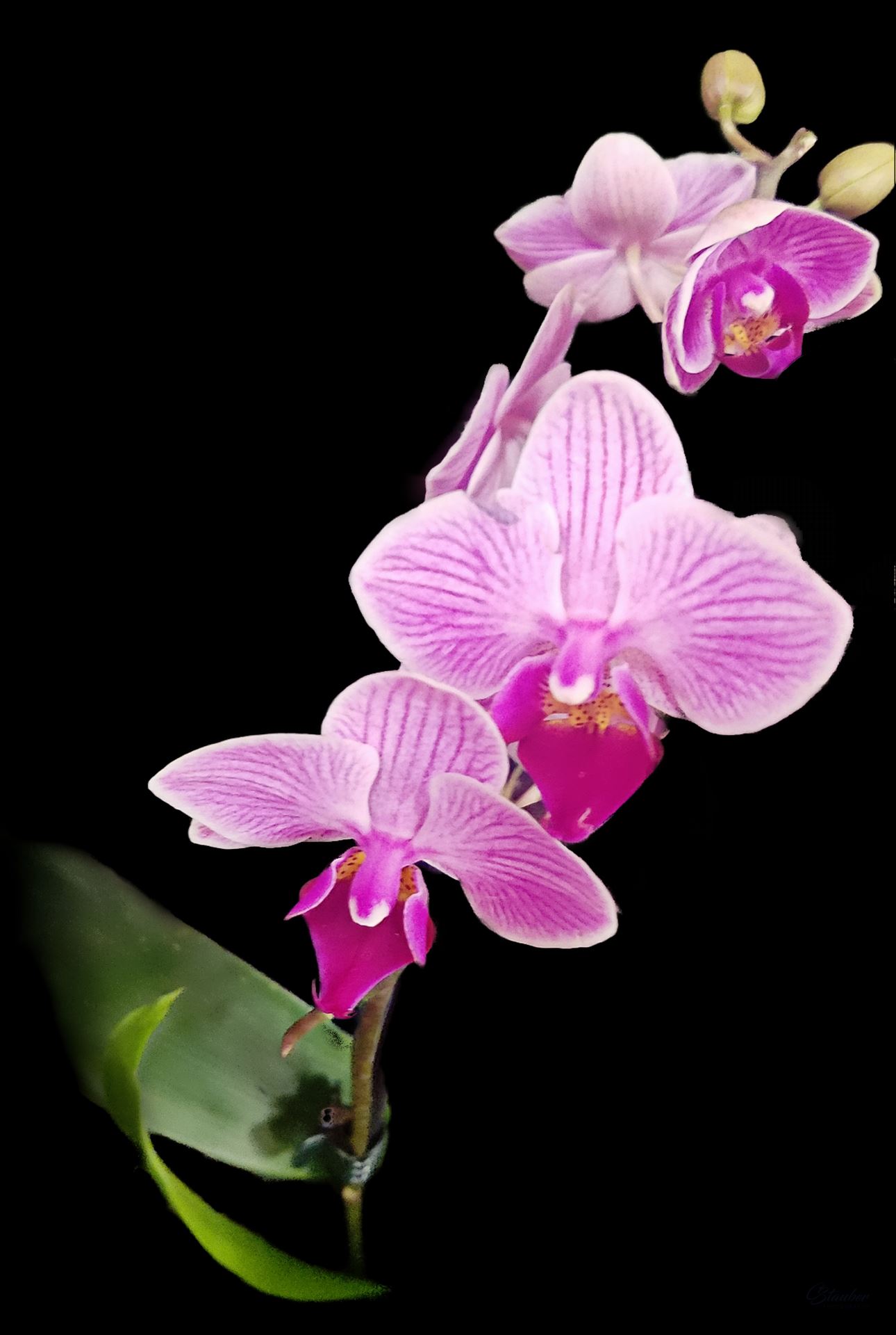 Purple Orchid  by CLStauber Photography