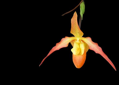 orchid-black background by CLStauber Photography